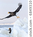 Steller's sea-eagle striking from drift ice 6849310