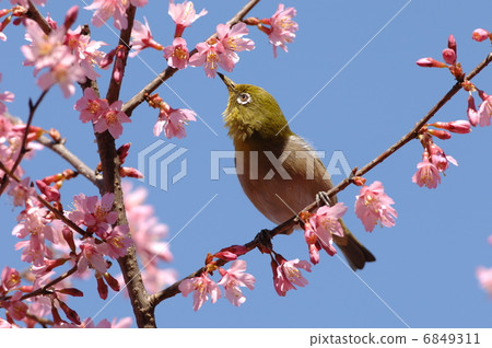 用櫻桃蜂蜜做飯 6849311