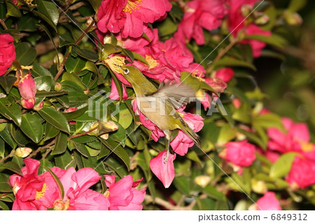 來自Sasanqua的中度蜂蜜 來自Sasanqua的中度蜂蜜 6849312