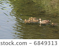 Parent and child of kalgamo 6849313