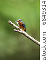The kingfisher who captured the fish 6849314