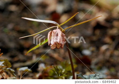 Awkobaimo Awkobaimo 6849402