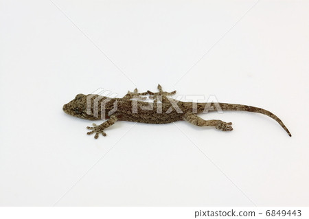 Japanese gecko 6849443