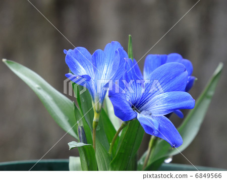 Cyano Crocus Cyano Crocus 6849566