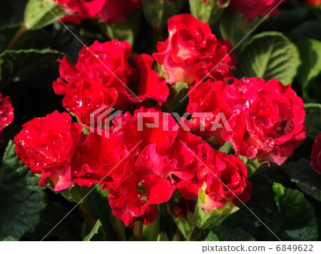 Primula Primula 6849622