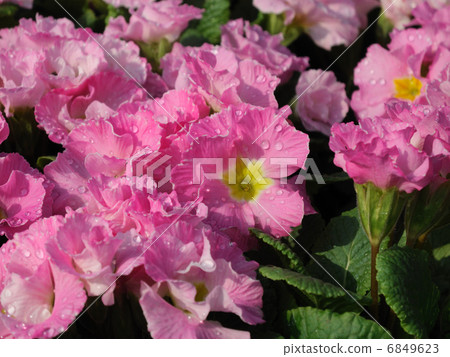 Primula Primula 6849623