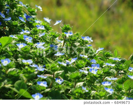 Persian speedwell Persian speedwell 6849673