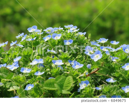 Lilacaraxa Lilacaraxa 6849675