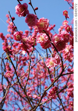 Spring material · flower of red plum blossom · blue sky back vertical position 6849772
