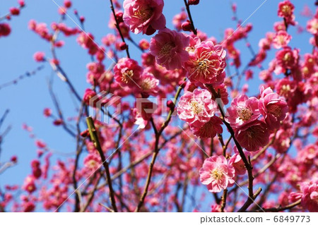 Spring material · flower of red plum blossoms · blue sky back sideways position Spring material · flower of red plum blossoms · blue sky back sideways position 6849773
