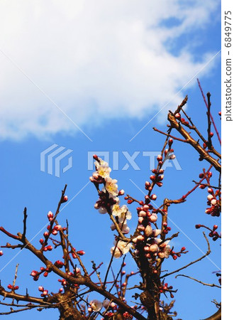春天的材料·梅花開始綻放·藍天回垂直位置 春天的材料·梅花開始綻放·藍天回垂直位置 6849775