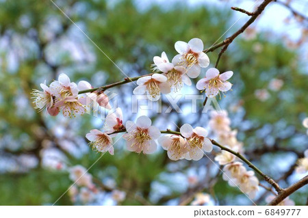 春季材料·漂亮的白梅開花·綠背側身位置 6849777
