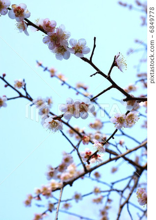 開花材料·盛開漂亮的白梅·藍天回垂直位置 6849778