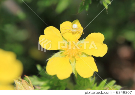 花蜘蛛和花花 6849807