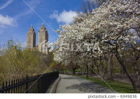春天的紐約中央公園 6849836