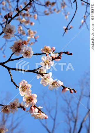 開花材料·盛開的梅花·藍天回垂直位置 開花材料·盛開的梅花·藍天回垂直位置 6849878