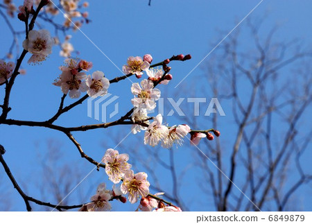 春天的材料·盛開的梅花·藍天回到側身位置 春天的材料·盛開的梅花·藍天回到側身位置 6849879