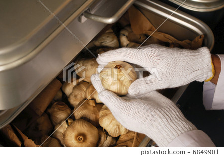 黑蒜發酵工作發酵食品保健食品材料圖像素材 黑蒜發酵工作發酵食品保健食品材料圖像素材 6849901