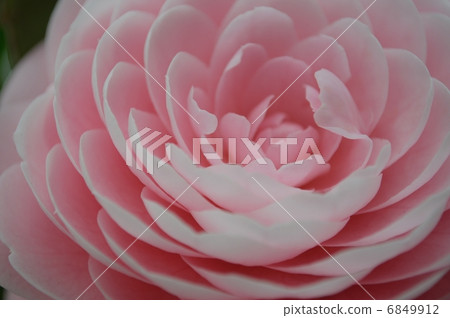 Up-and-coming material of camellia flowers, modest love (flower language) Up-and-coming material of camellia flowers, modest love (flower language) 6849912