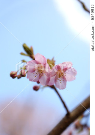Spring material · pretty plum blossoms · blue sky back vertical position Spring material · pretty plum blossoms · blue sky back vertical position 6849913