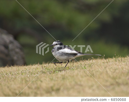 打蠟技巧草坪走向左邊 6850088