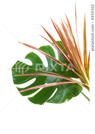 Leaves Background Material · Dracaena Rainbow and Monstera · White Back Vertical Position 6850102