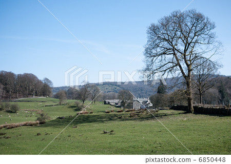 吃草風景的春天綿羊在英國的湖區 吃草風景的春天綿羊在英國的湖區 6850448