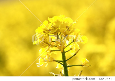 Rape blossoms Rape blossoms 6850832