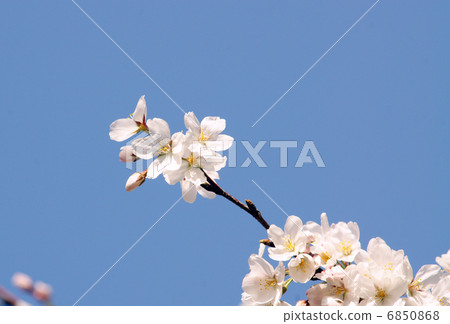 Cherry Blossoms Cherry Blossoms 6850868