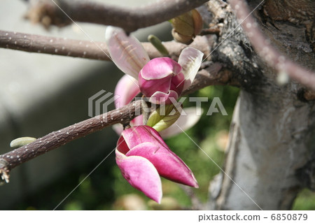 Shimokuren's flower 6850879