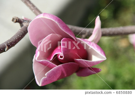 Shimokuren's flower Shimokuren's flower 6850880