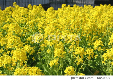 Canola flowers in full bloom Canola flowers in full bloom 6850907