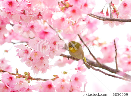 White-eye White-eye 6850909