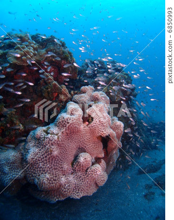 Lots of small fish 6850993