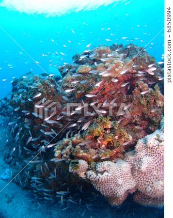 Lots of small fish Lots of small fish 6850994