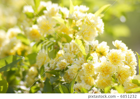 Yellow mockholough 6851232