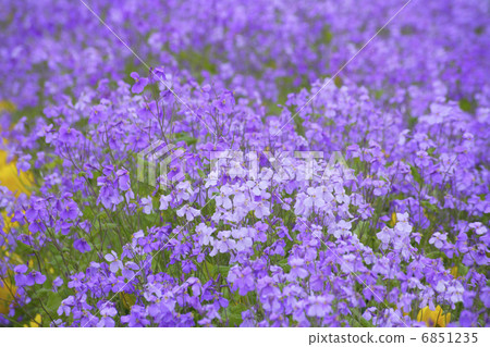 Murasakihanana到處都是盛開的 6851235