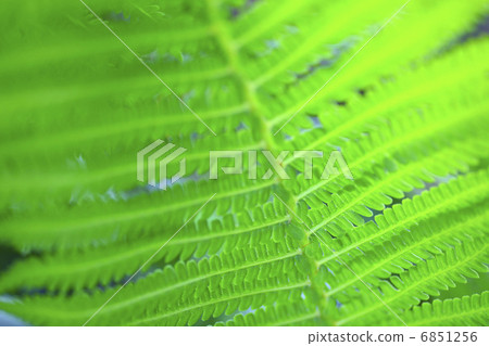 特寫蕨葉 6851256