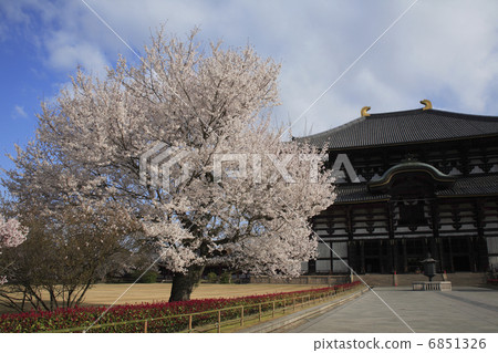 櫻花Todaiji寺廟的大佛 櫻花Todaiji寺廟的大佛 6851326