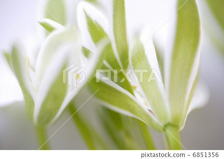 Spring flower goddess 6851356