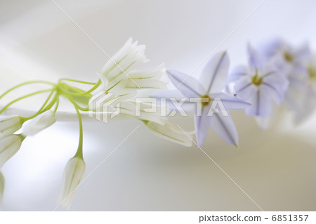 Image of Hananilla and Allem 6851357