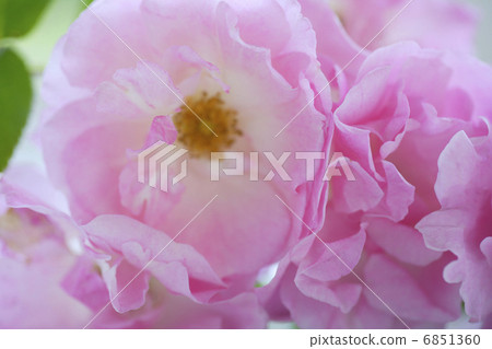 玫瑰特寫鏡頭 6851360