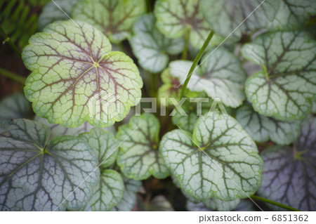 與Huquera的花園 6851362