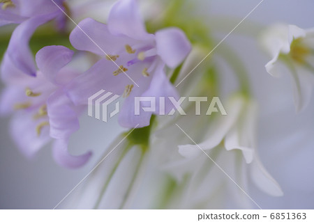 春天的花朵的魅力 6851363