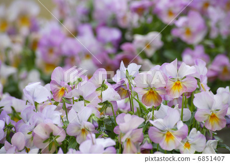 中提琴盛開 6851407