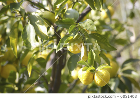 富有成效的柚子 富有成效的柚子 6851408