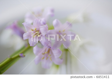 春天的花朵的魅力 春天的花朵的魅力 6851411