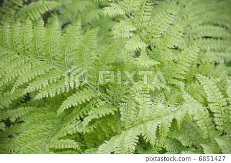 影園的Kusasotsetsu 6851427