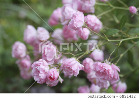 容器園藝玫瑰 6851432