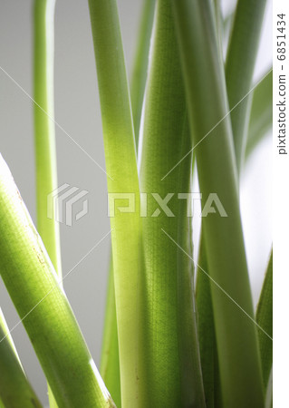 室內植物綠色 6851434